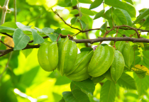 Ăn Trái Khế Có Tác Dụng Gì? Ai Không Nên Ăn Trái Khế?