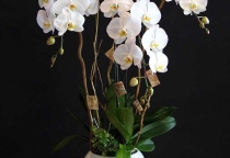 Giải Mã Ý Nghĩa Hoa Lan Hồ Điệp Trắng Sang Trọng và Thanh Cao