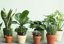 12 Con Giáp Hợp Với Loại Cây Phong Thủy Nào? 12 Con Giáp Hợp Với Loại Cây Phong Thủy Nào?