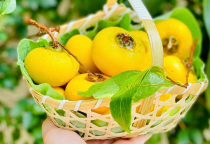 Những Thông Tin Thú Vị Về Trái Thị Không Phải Ai Cũng Biết