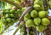 6 Lợi Ích Tuyệt Vời Của Trái Dừa Có Thể Bạn Chưa Biết