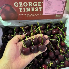 Cherry Geo Hill Úc Chất Lượng Thiên Nhiên