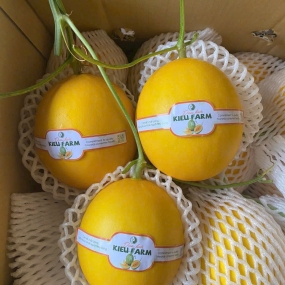 Dưa Lưới Hoàng Kim Giòn Ngọt Mọng Nước