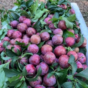 Mận Hà Nội Chuẩn Chất Lượng 