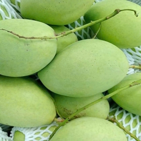 Xoài Cát Hòa Lộc